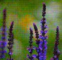 sage medicinal planting and care in the open field