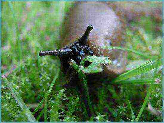 sage medicinal planting and care in the open field