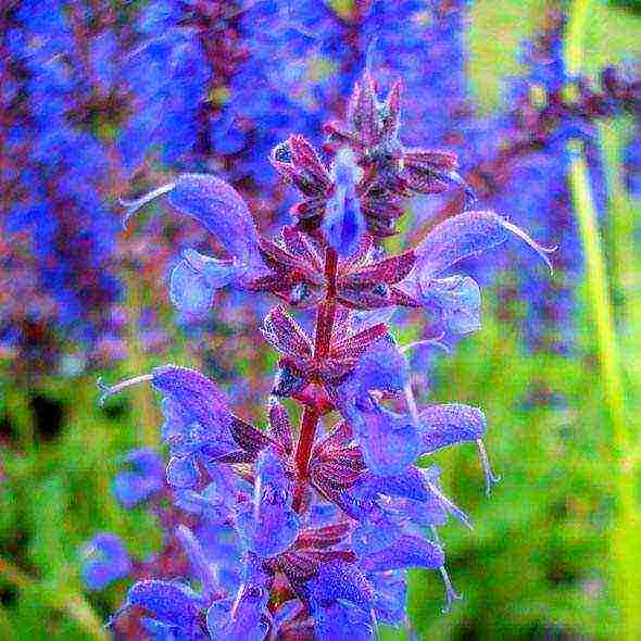 sage medicinal planting and care in the open field