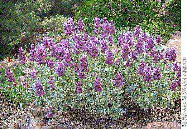 sage medicinal planting and care in the open field