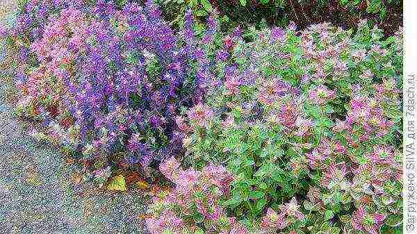 sage medicinal planting and care in the open field