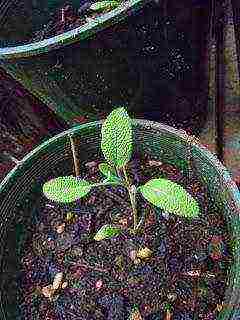 sage medicinal planting and care in the open field