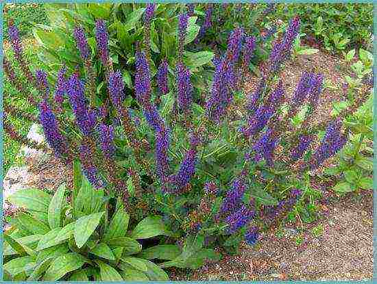 sage medicinal planting and care in the open field