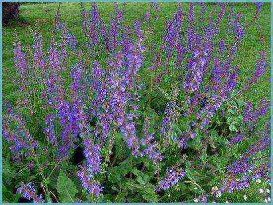 sage medicinal planting and care in the open field