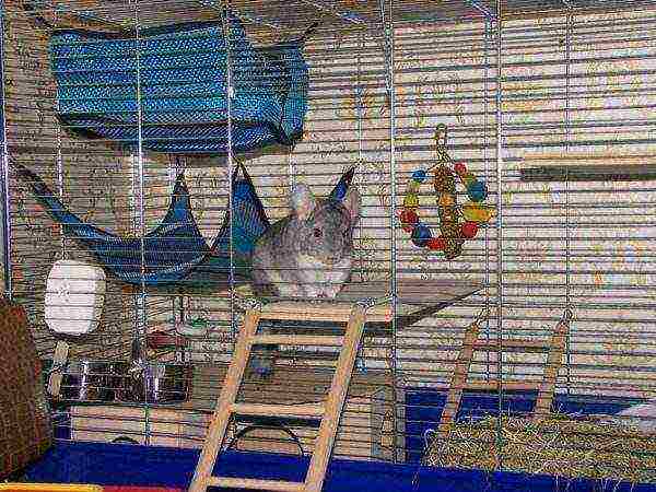 Chinchilla in a properly equipped cage
