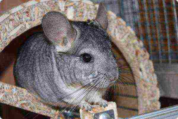 Organization of a place for a chinchilla