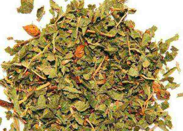 For the treatment of diabetes and hypertension, traditional healers advise using a decoction of leaves and young quince branches