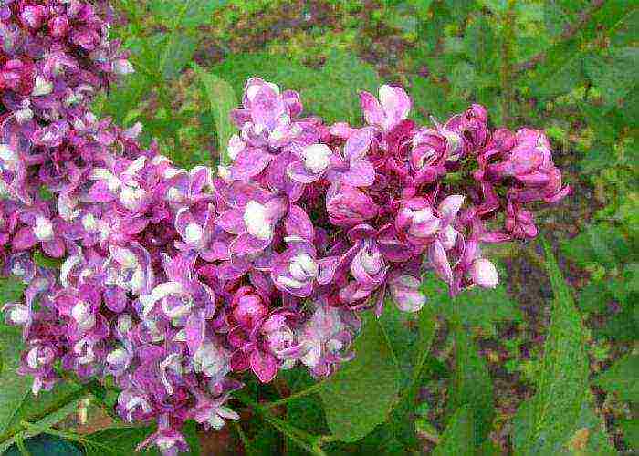 lilacs are the best varieties