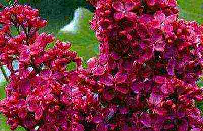 lilacs are the best varieties