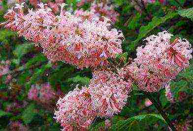 lilacs are the best varieties