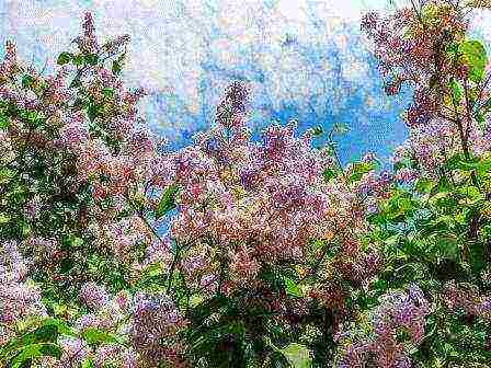 lilacs are the best varieties