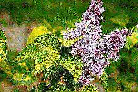 lilacs are the best varieties