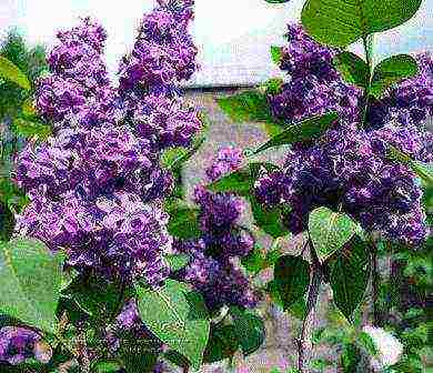 lilacs are the best varieties