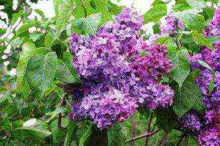 lilacs are the best varieties