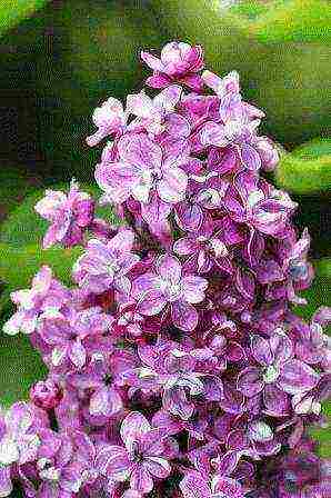 lilacs are the best varieties