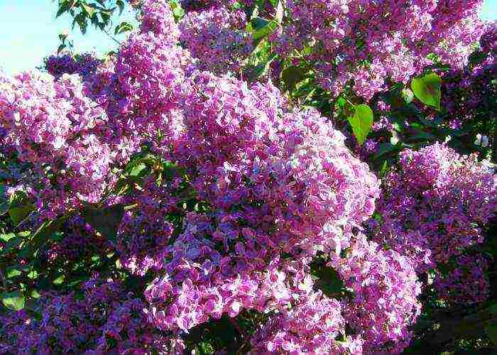 lilacs are the best varieties