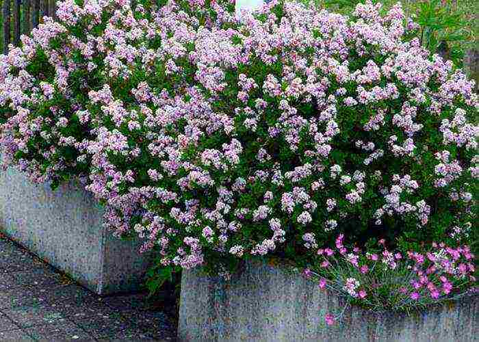 lilacs are the best varieties