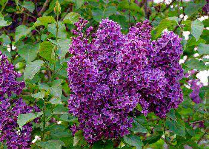 lilacs are the best varieties