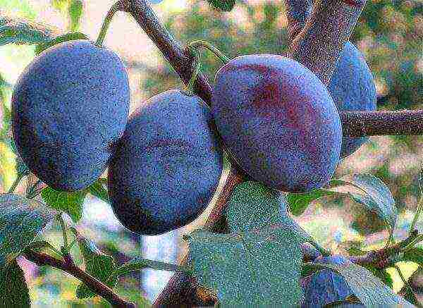 Plum - fruit or berry?