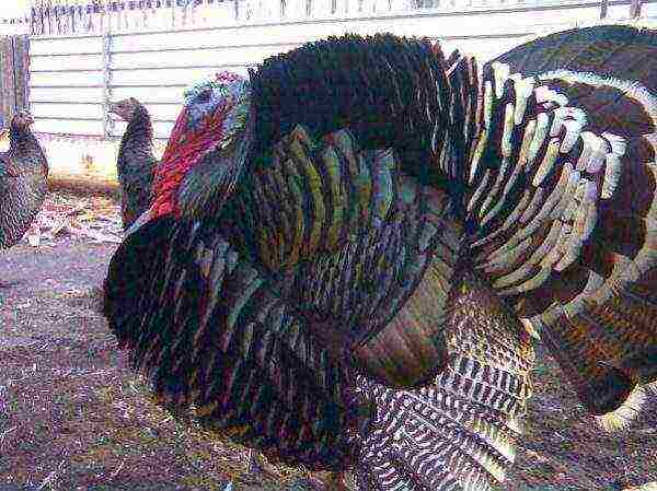 North Caucasian bronze breed of turkey