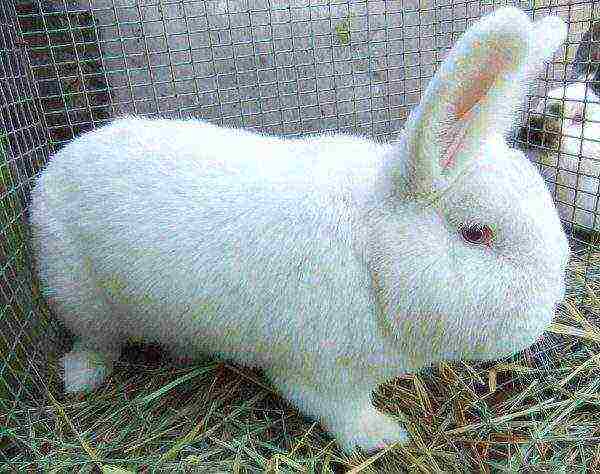 Rabbit white new zealand