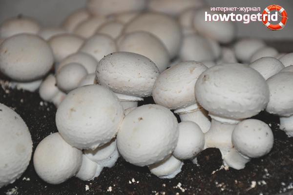 see how to grow mushrooms at home