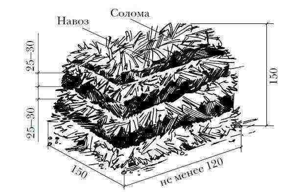 see how to grow mushrooms at home