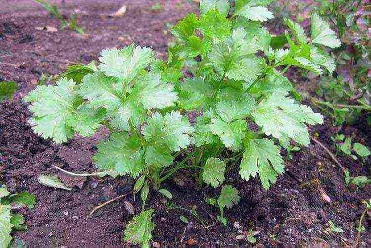 at first this seasoning was grown as a medicinal plant