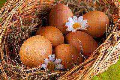 eggs laid by chickens