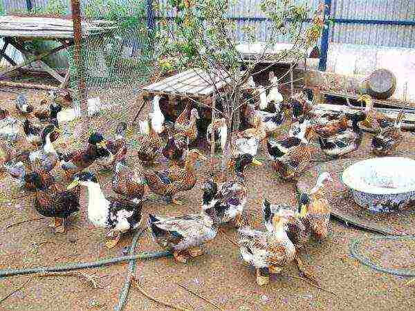 flock of bashkir duck