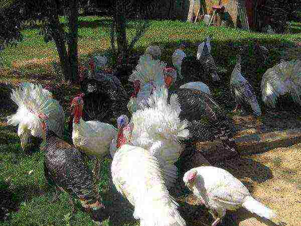 turkeys at home