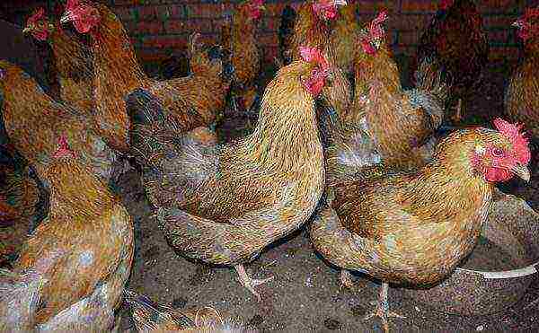 laying hens