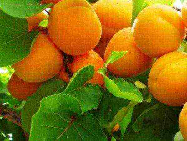 Ripe fruits apricot Triumph North