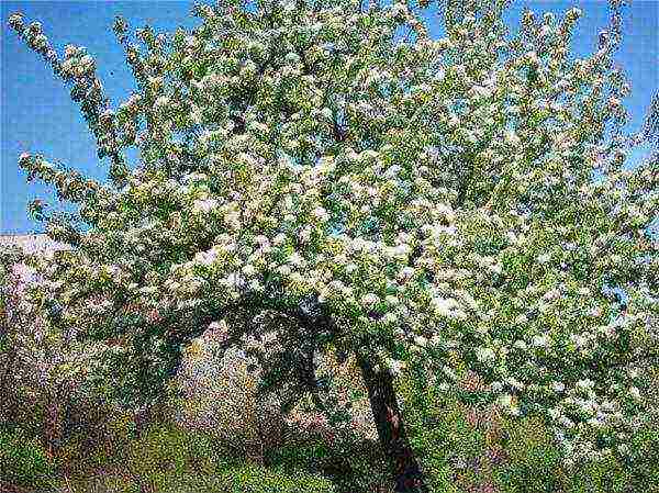 Flowering pear varieties Veles