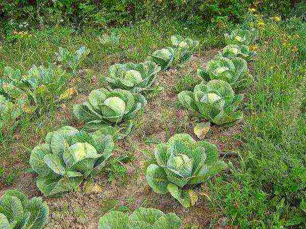 Growing conditions for cabbage