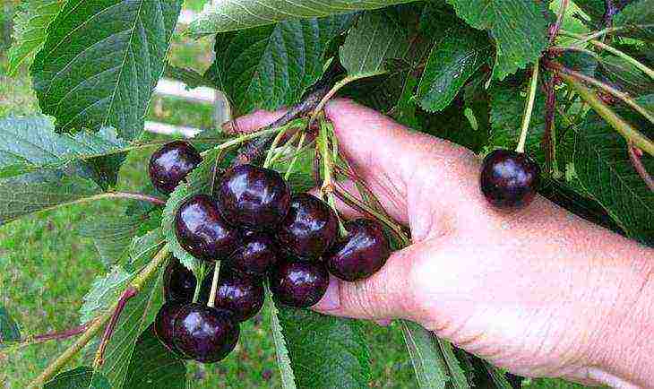 the best cherry variety