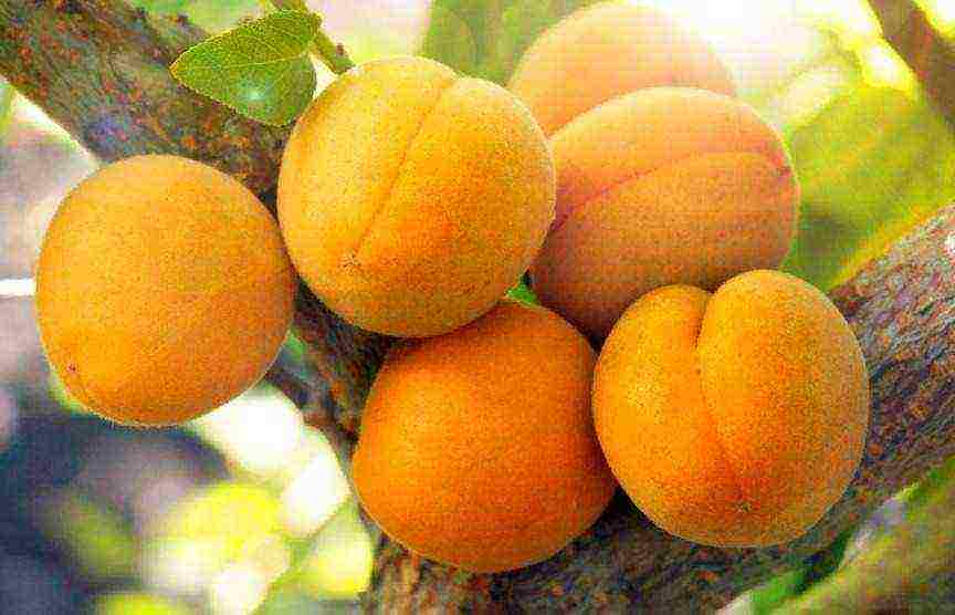 varieties of apricots are the best