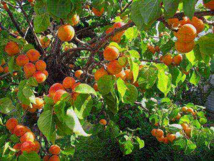 varieties of apricots are the best