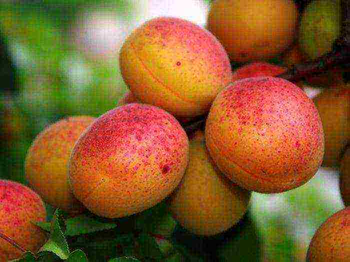 varieties of apricots are the best