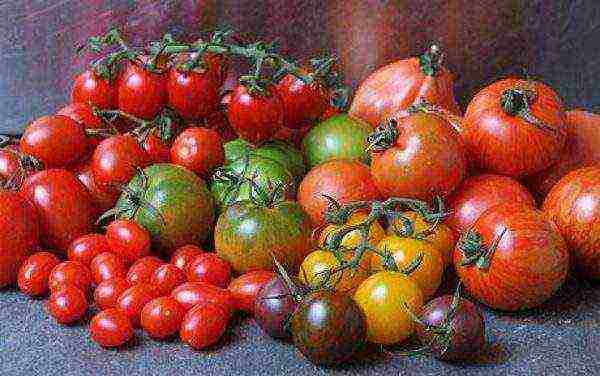 good tomato varieties