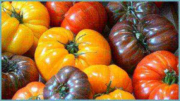 good tomato varieties