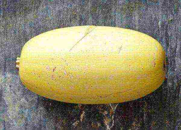 Spaghetti squash bears resemblance to melon or oblong pumpkin