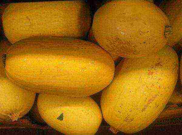 You will have to wait until harvest to get the noodle-shaped zucchini.