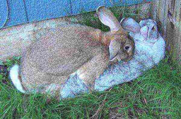 กระต่ายผสมพันธุ์