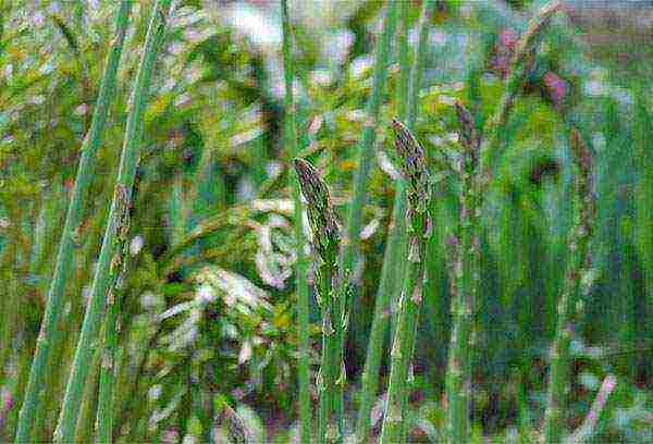 asparagus for bouquets planting and care in the open field