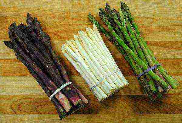 asparagus for bouquets planting and care in the open field