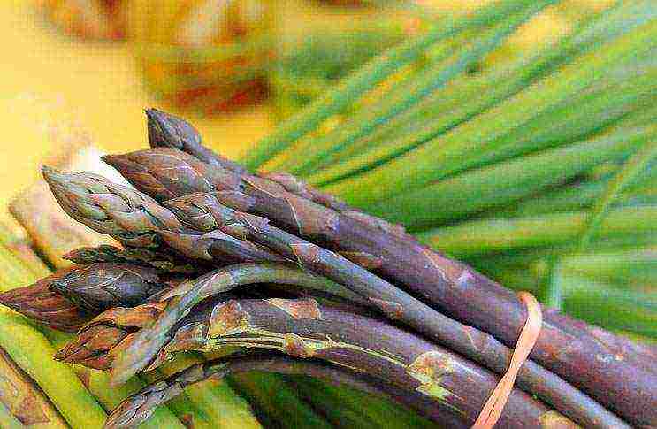 asparagus para sa pagtatanim ng mga bouquets at pag-aalaga sa bukas na bukid