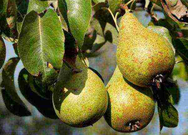 The timing of fruit collection depends on the pear variety, ripeness is determined by appearance