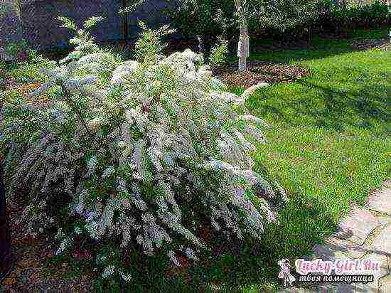 spirea gray grefshame planting and care in the open field