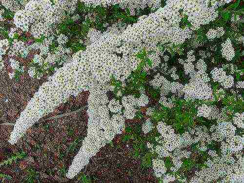 spirea grefshame رمادي زراعة ورعاية في الحقل المفتوح